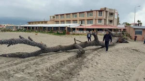 Kıyıya 15 metre uzunluğunda çam ağacı vurdu