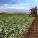 Tokat’ta sel ve dolu çiftçiyi vurdu: ‘Tüm olanaklarımızla çiftçimizin yanındayız’