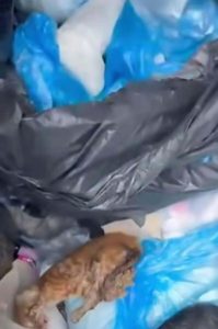 33 kedinin ölü bulunmasına ilişkin veteriner hekimin serbest bırakılmasına itiraz