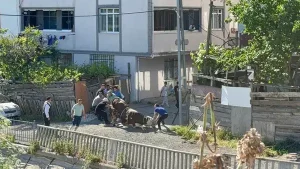 Bu bayram da aynı manzara: Esenyurt'ta kaçak kurban kesenlere ceza yağdı