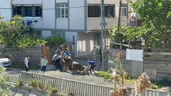 Bu bayram da aynı manzara: Esenyurt'ta kaçak kurban kesenlere ceza yağdı