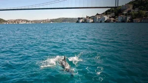 Boğaz turkuaza döndü, yunus sürüleri gemilerle yarıştı