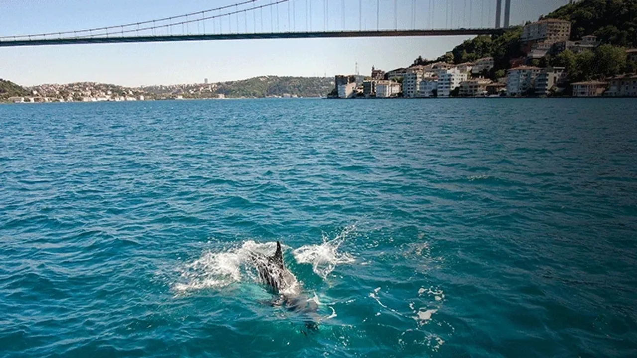 Boğaz turkuaza döndü, yunus sürüleri gemilerle yarıştı