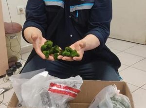 Kapıkule Sınır Kapısı’nda yolcu otobüsünde 2 bin 125 canlı yeşil alg ele geçirildi