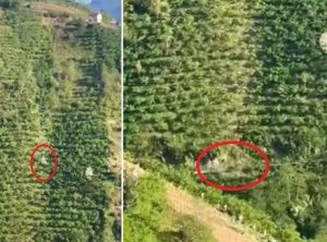 Giresun'da korkunç görüntü! 400 metre boyunca taklalar atarak yamaçtan yuvarlandı