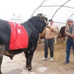 Kayseri'de 1 tonluk 'Paşa' dudak uçuklatan fiyata satıldı! 'Denizi olmayan memlekete gemi getirdim!'