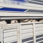 Yer: İstanbul! Kaçak kurbanlık denetiminde 626 bin lira para cezası