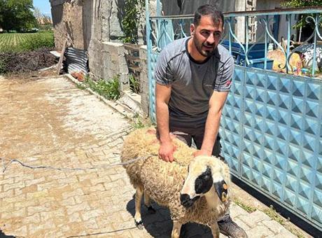 Elinden kaçırdığı kurbanlık için vatandaşlar seferber oldu! Kovalamaca 1 saat sürdü