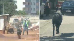 Gaziantep’te sahibinin elinden kaçan kurbanlık koç, zor anlar yaşattı