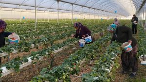 21 yaşındaki çiftçiden ezber bozan hasat: Genç çiftçi yapay zeka ile üretimi 4 mevsime çıkardı