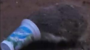 Ayran kutusuna sıkışan kirpinin zor anları kamerada