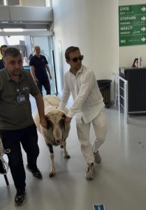 Vatandaşlar şaşkınlıkla izledi: Bayramda keseceği koçla teleferik keyfi yaptı