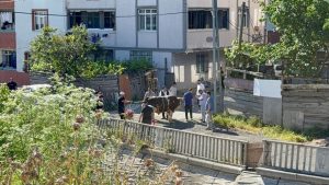 Sokak araları, boş arsalar ve site önlerinde kaçak kurban kesenlere ceza