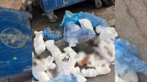 İzmir'de 33 kedi ölü bulunmuştu: Veteriner hekim hakkında tutuklama kararı