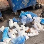 Başsavcılık itiraz etmişti, 33 kediyi öldüren veteriner tutuklandı