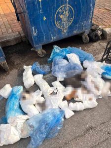 Başsavcılık itiraz etmişti, 33 kediyi öldüren veteriner tutuklandı