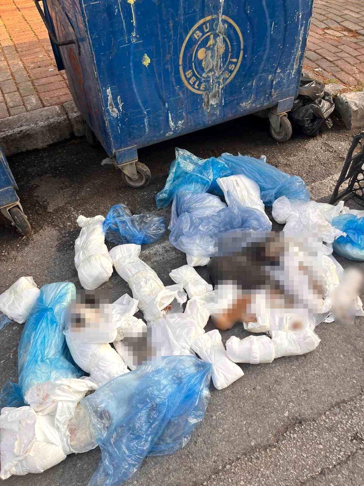 Başsavcılık itiraz etmişti, 33 kediyi öldüren veteriner tutuklandı