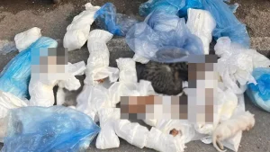 İzmir'de vahşet: 33 yavru kedi ölü bulundu
