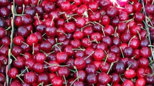 Tokat’ta aşırı yağışlar kirazı vurdu