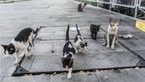 İzmir’deki ’33 ölü kedi’ vahşetinde yeni gelişme
