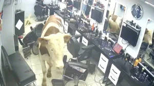 Sultanbeyli’de kaçan boğa kuaför salonunu birbirine kattı