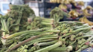 Ne ekiliyor ne biçiliyor, dağda kendi yetişiyor: C vitamini deposu...