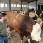 1,5 tonluk 'Tosun Paşa' 450 bin liraya alıcı buldu