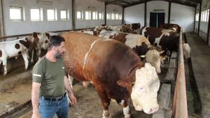 1,5 tonluk 'Tosun Paşa' 450 bin liraya alıcı buldu