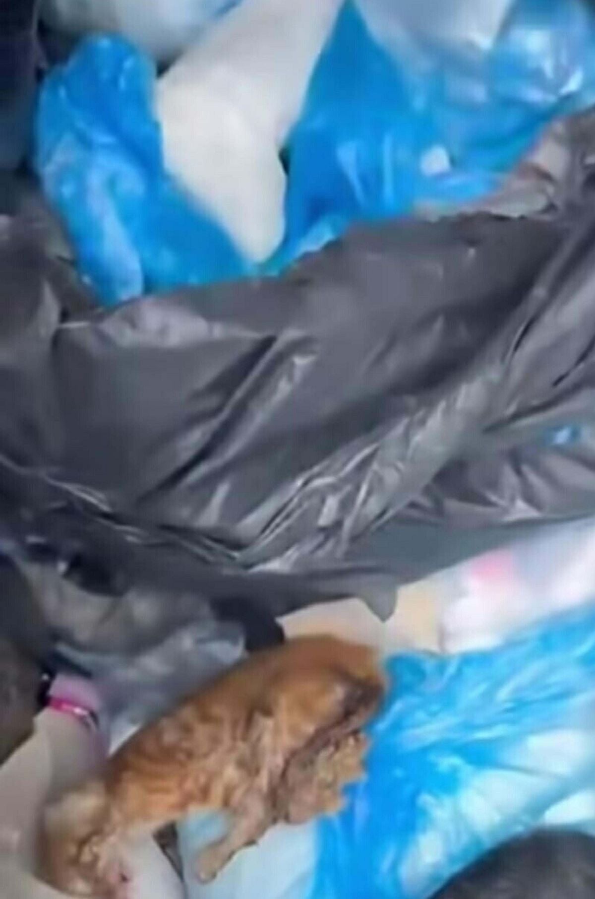 İzmir'de 33 kedinin ölü bulunduğu olayda gözaltına alınan veteriner tutuklandı