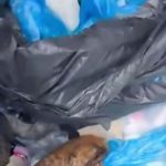 İzmir'de 33 kedinin ölü bulunduğu olayda şüpheli veterinere gözaltı