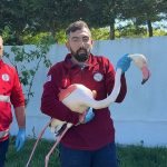 Arnavutköy’de vatandaşın fark ettiği flamingo kurtarıldı