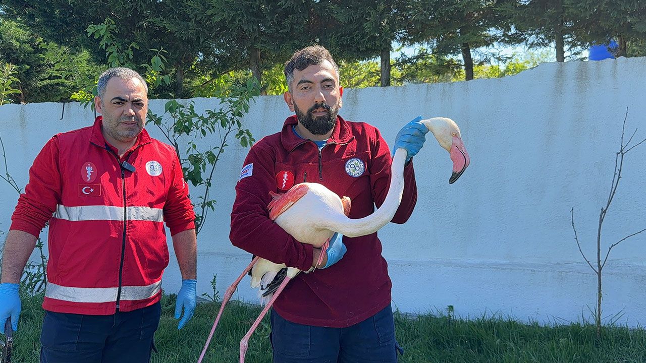 Arnavutköy’de vatandaşın fark ettiği flamingo kurtarıldı