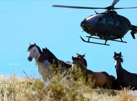 'Yabani at' tartışması ölüm tehditlerine döndü, kasaba karıştı! 'Helikopterlerden vurularak öldürülüyorlar'