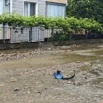 Ordu'da hayat durdu! Sağanak nedeniyle dakikalar içinde sokaklar göle döndü