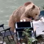 Görüntüler Tunceli'den! Bozayı piknik keyfi kamerada