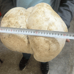 Isparta'da bahçesini temizlerken buldu! Tam 3 kilo 470 gram...