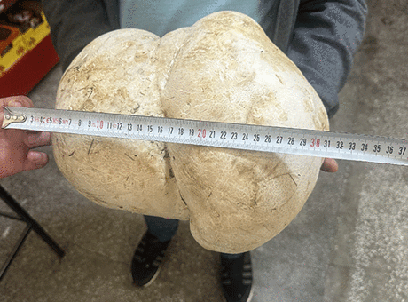 Isparta'da bahçesini temizlerken buldu! Tam 3 kilo 470 gram…