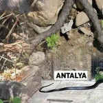 Yılan paniği