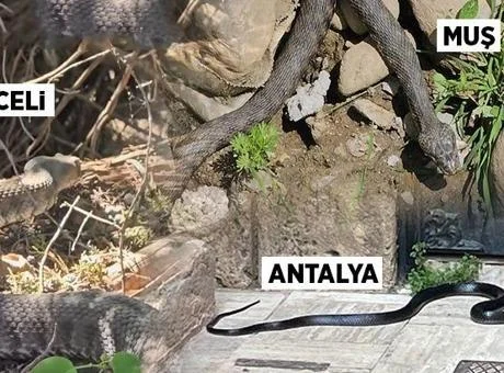 Yılan paniği
