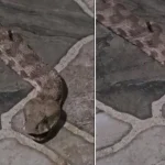 Yer: Şırnak! Çay keyfi kabusa döndü: Dev yılan paniği