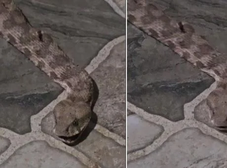 Yer: Şırnak! Çay keyfi kabusa döndü: Dev yılan paniği