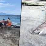 Yer: Kuşadası! 3 metrelik boz camgöz köpekbalığı kıyıya vurdu