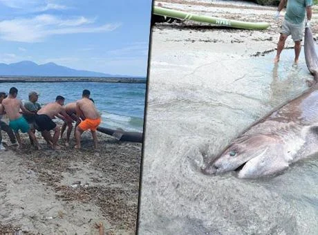 Yer: Kuşadası! 3 metrelik boz camgöz köpekbalığı kıyıya vurdu