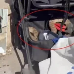 Şanlıurfa'da ağaçtan bebek arabasına düşen yılan panik yarattı