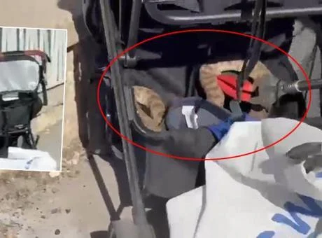 Şanlıurfa’da ağaçtan bebek arabasına düşen yılan panik yarattı