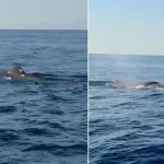 Alanya açıklarında balina görüntülendi! İşte yaşananlar...