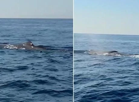Alanya açıklarında balina görüntülendi! İşte yaşananlar…