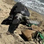 Yüzgecine parke taşı bağlanan deniz kaplumbağası ölü bulundu: İnsanlık dışı bir olay