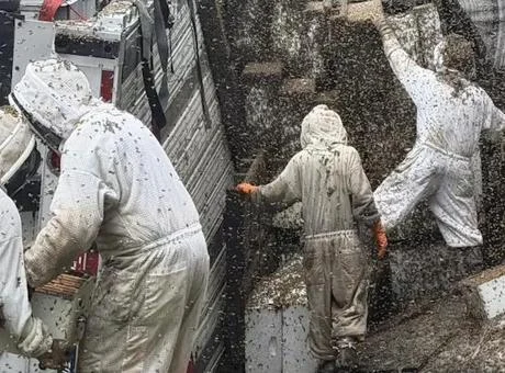 400 kovan taşıyan kamyon devrildi! 24 milyon arı etrafa dağıldı: ‘Lütfen içeride kalın’