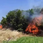 Çanakkale’de korkutan yangın! Alevler rüzgarla büyüdü